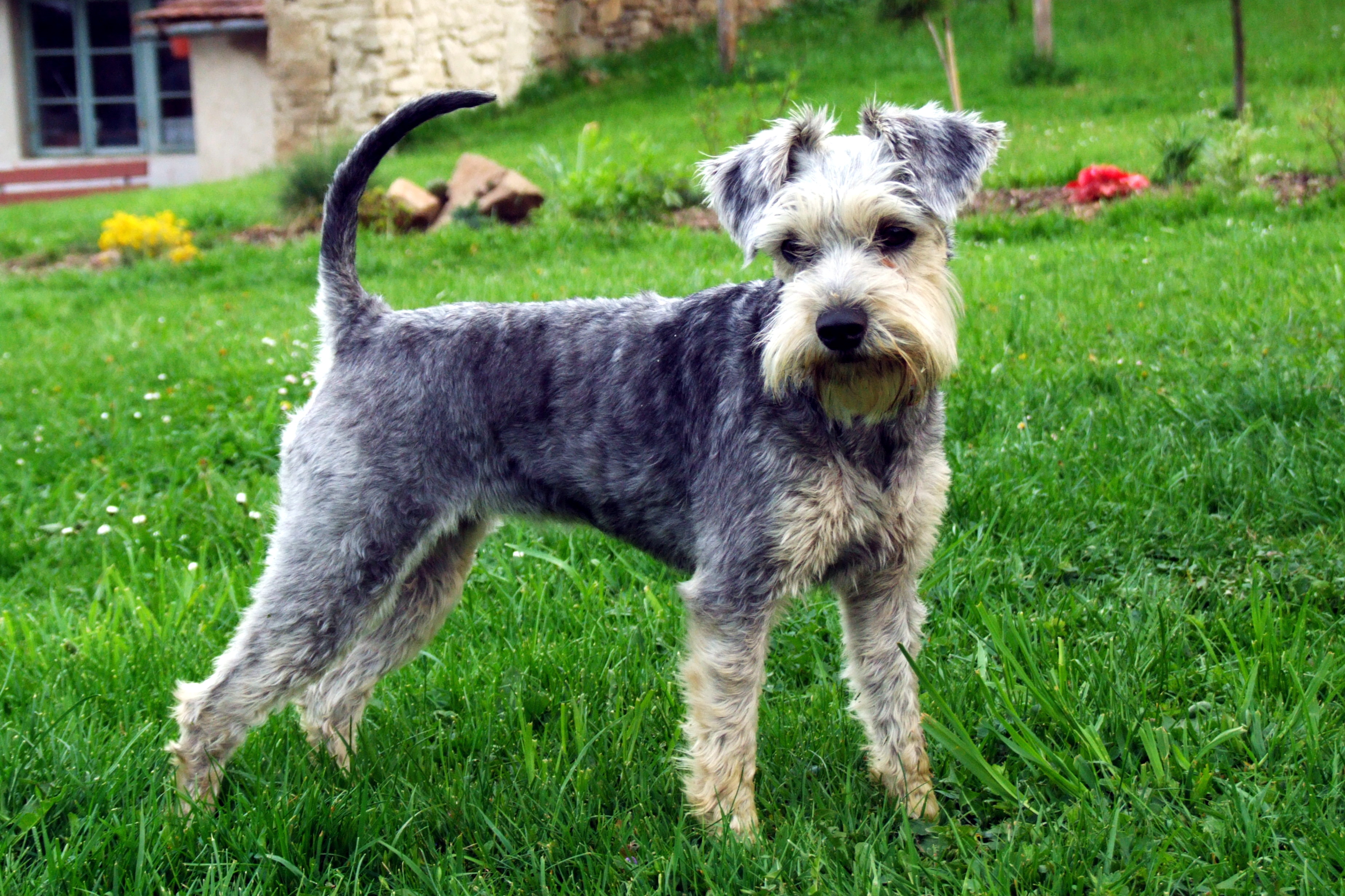 Ostříhaná miki